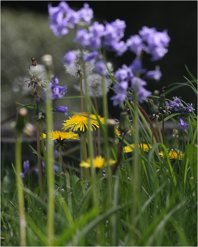 Beautiful native flowers